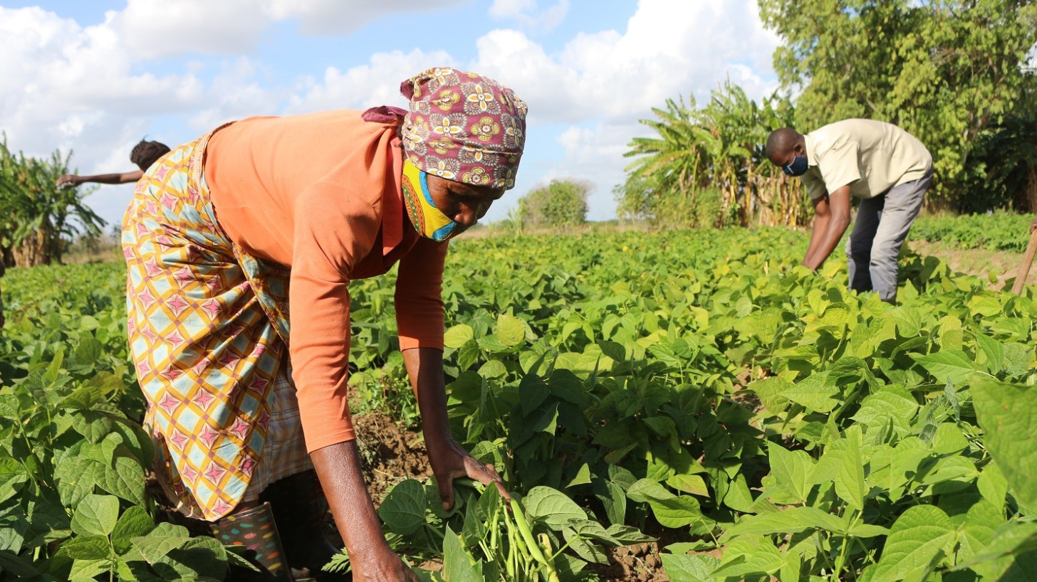 Agricultura Intensiva e Extensiva – Sistemas agrários