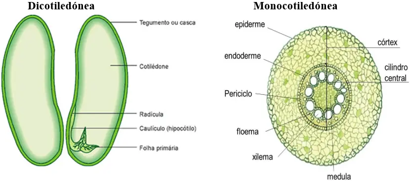 Tipos de Sementes: Dicotiledóneas e Monocotiledôneas - Propagação de Plantas e a Germinação