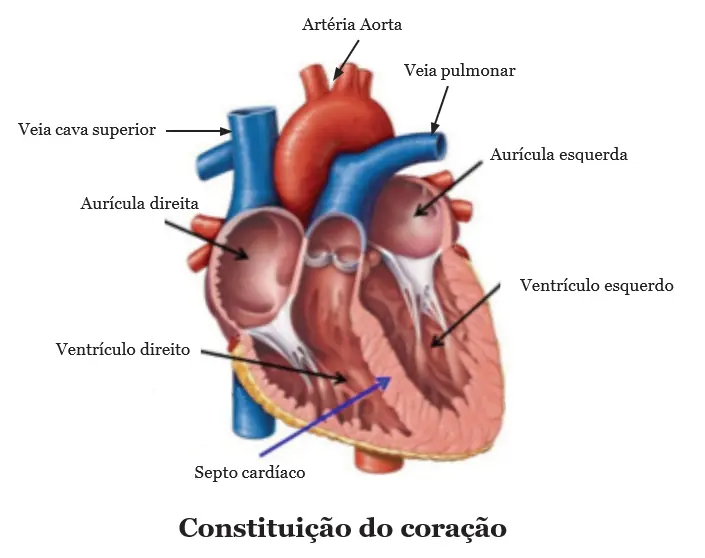 Constituição do coração