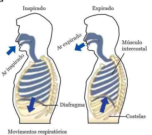 Movimentos respiratórios - Inspiração e Expiração