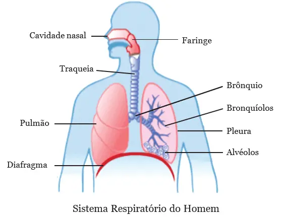 Sistema respiratório: Constituição e Funcionamento