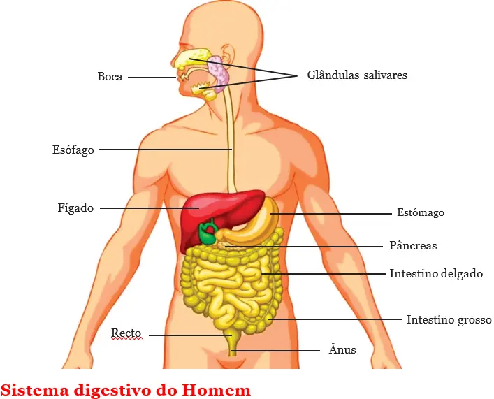 Sistema-digestivo-do-Homem