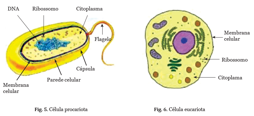 Tipos-de-células