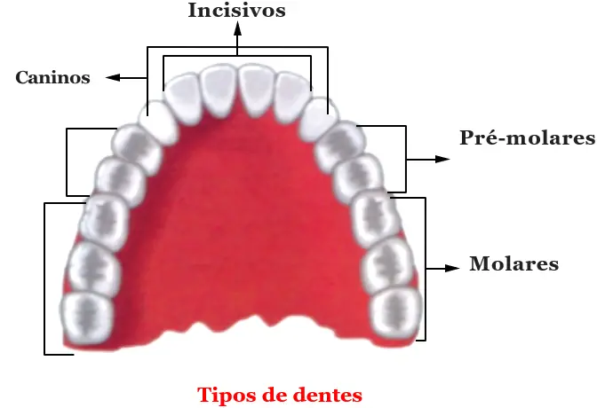 Os Dentes