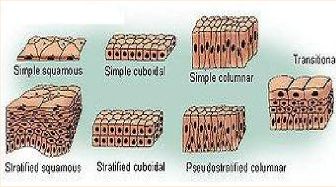 Tecido Epitelial: resumo e exercícios