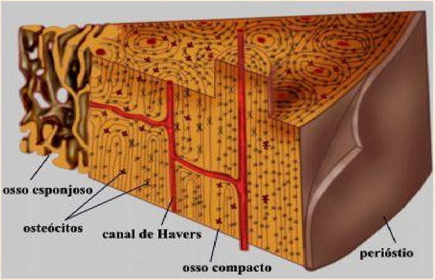 Tecido Ósseo: resumo e exercícios