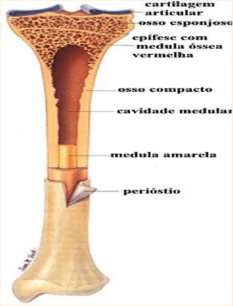 Estrutura de um Osso Longo. 